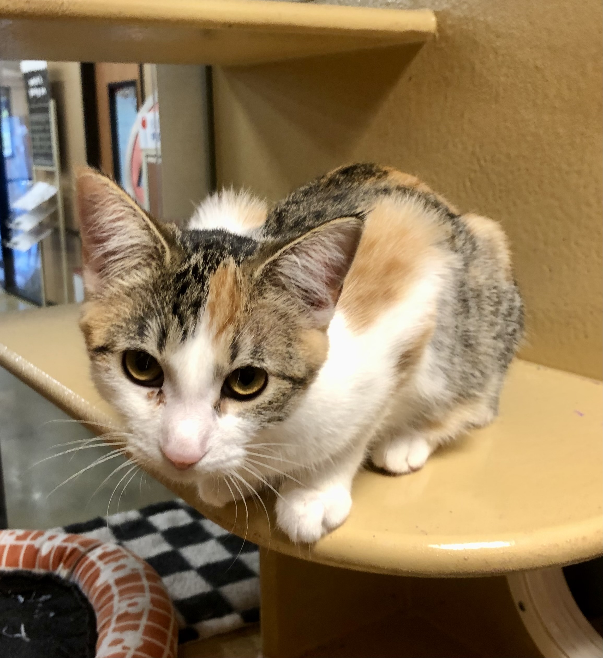 Kato, a Adopted Domestic Short Hair in Tallahassee, FL image 3/4