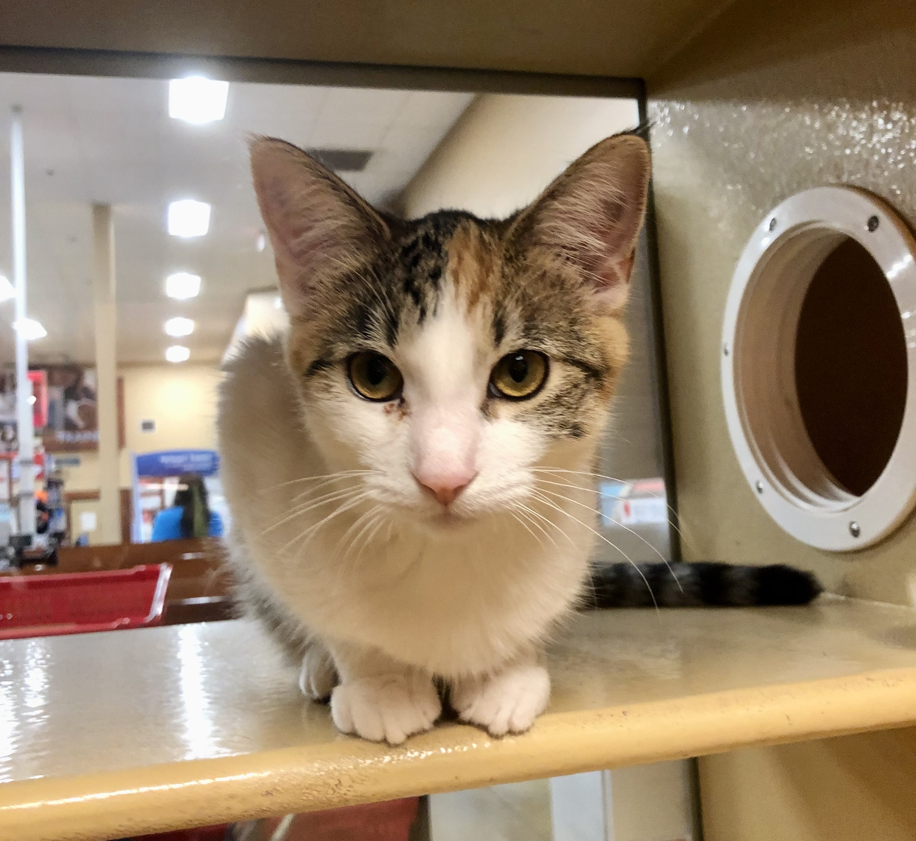 Kato, a Adopted Domestic Short Hair in Tallahassee, FL image 4/4