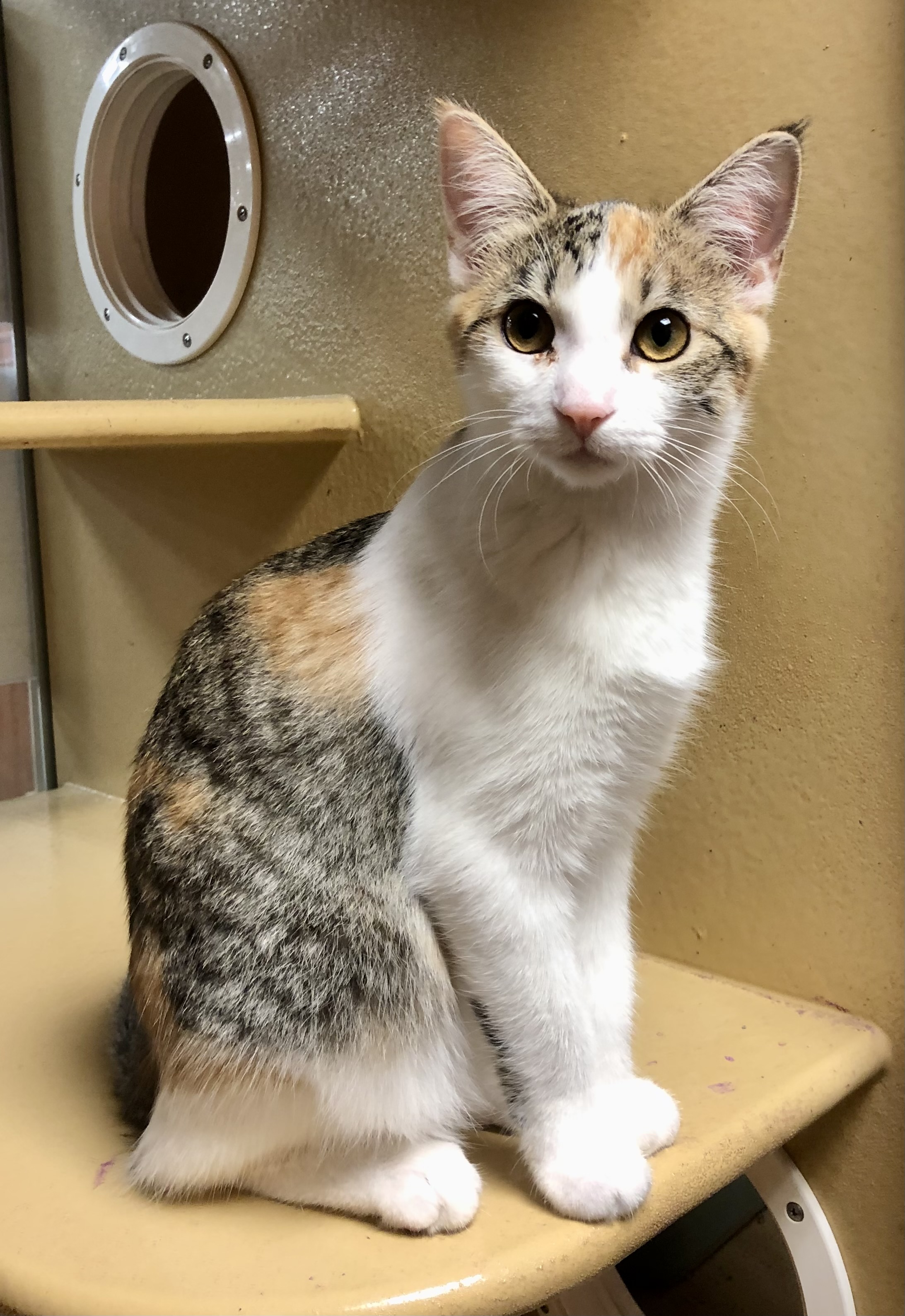 Kato, Adopted, Kitten Female Domestic Short Hair.