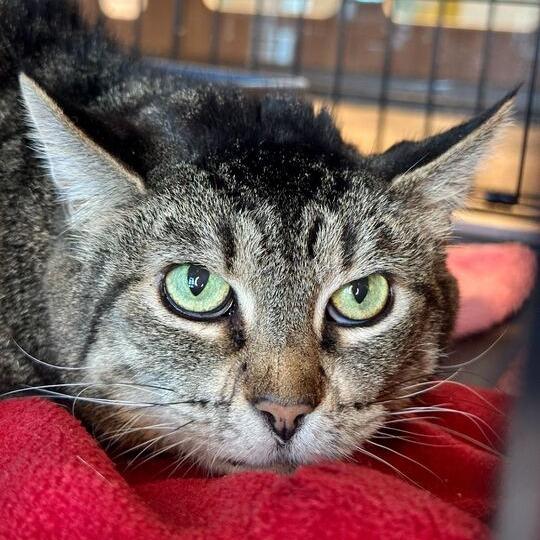 Enlarge Jakai, a Adoptable Domestic Short Hair in Matteson, IL image 1/1