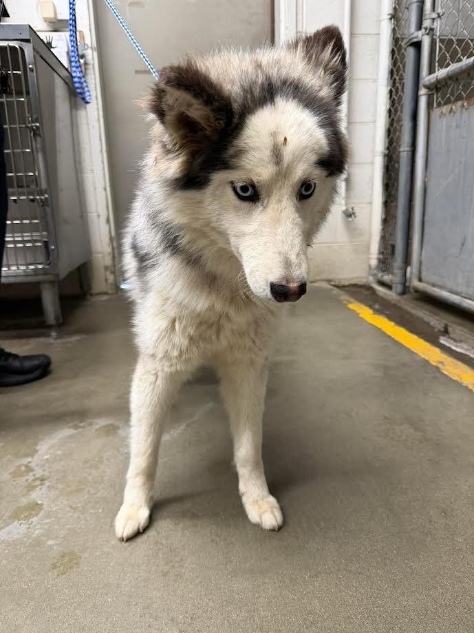 Enlarge Lola, a ADOPTABLE Husky in Oakdale, CA image 1/1