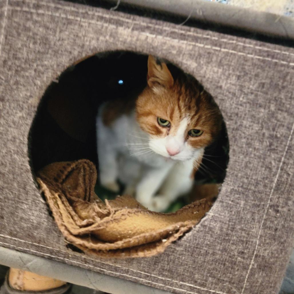 Enlarge Shere Khan (C000-029)-Chino Hills Location - By Appointment, a Adoptable Domestic Short Hair in Chino Hills, CA image 1/6