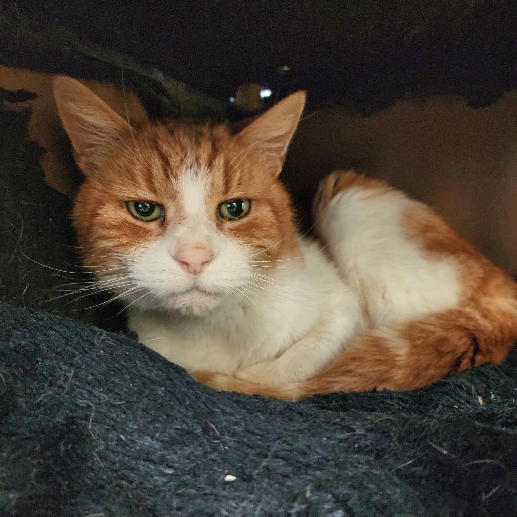 Enlarge Shere Khan (C000-029)-Chino Hills Location - By Appointment, a Adoptable Domestic Short Hair in Chino Hills, CA image 2/6