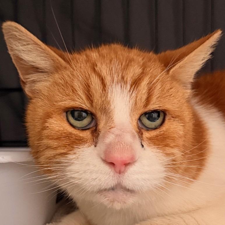 Enlarge Shere Khan (C000-029)-Chino Hills Location - By Appointment, a Adoptable Domestic Short Hair in Chino Hills, CA image 3/6