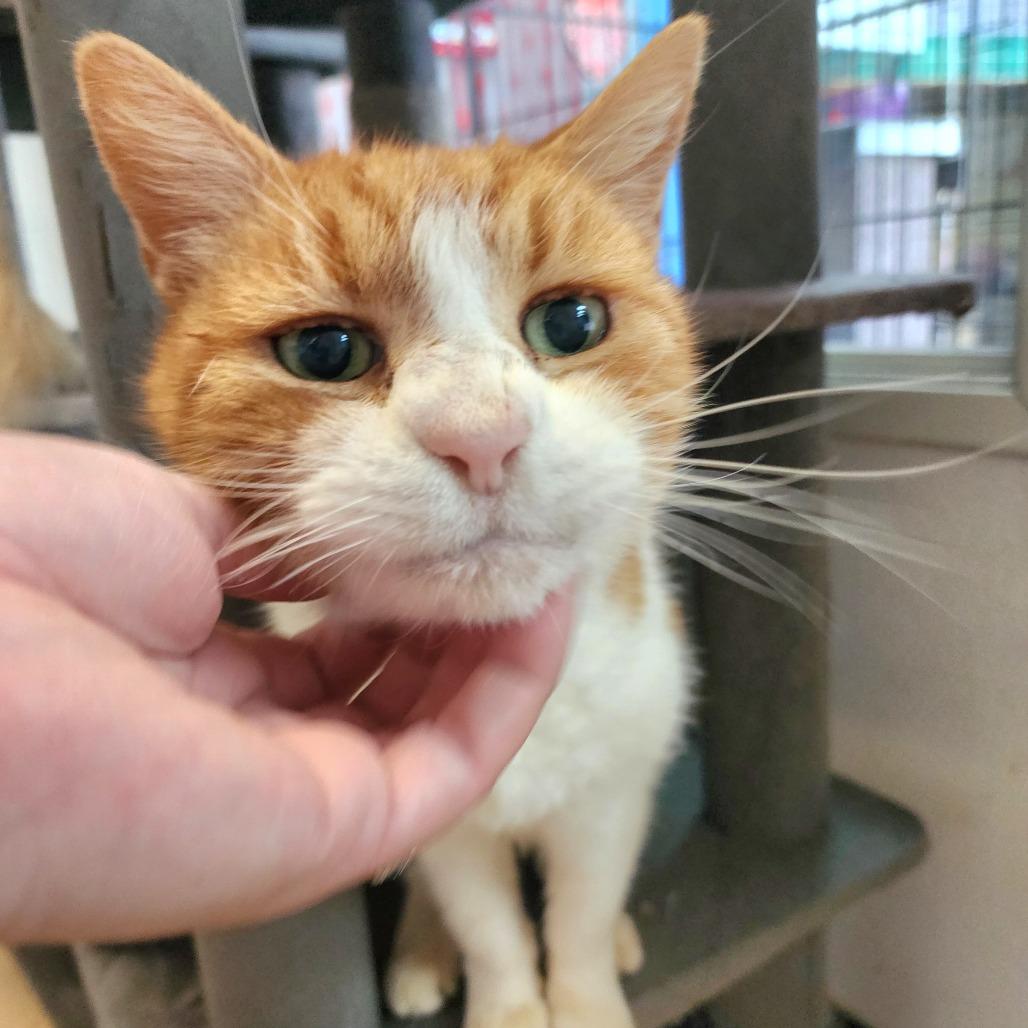 Enlarge Shere Khan (C000-029)-Chino Hills Location - By Appointment, a Adoptable Domestic Short Hair in Chino Hills, CA image 4/6