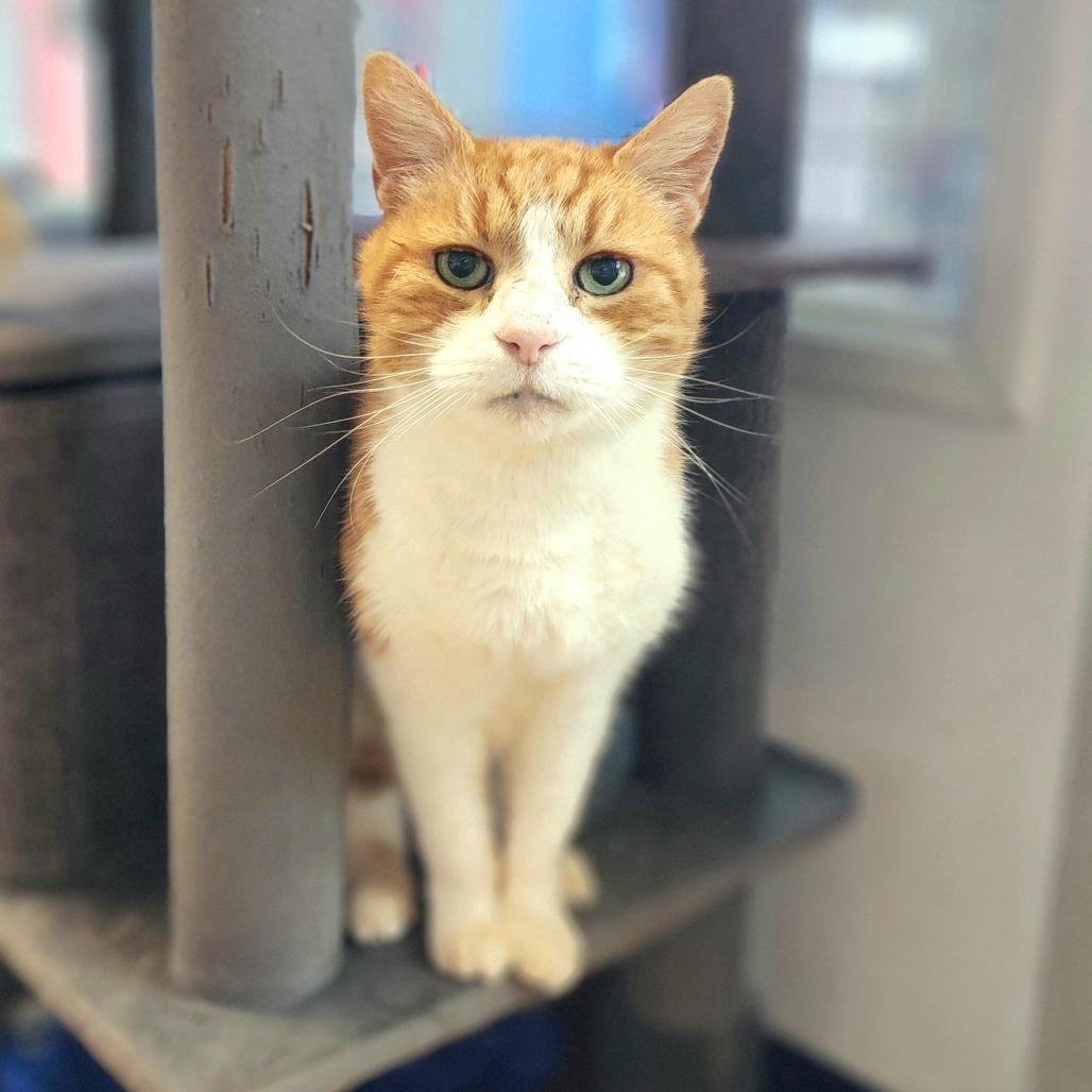 Enlarge Shere Khan (C000-029)-Chino Hills Location - By Appointment, a Adoptable Domestic Short Hair in Chino Hills, CA image 5/6