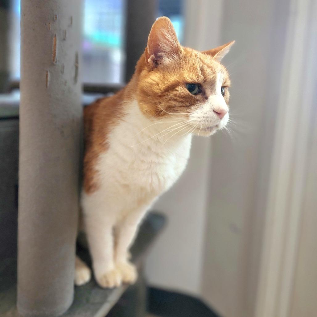 Enlarge Shere Khan (C000-029)-Chino Hills Location - By Appointment, a Adoptable Domestic Short Hair in Chino Hills, CA image 6/6