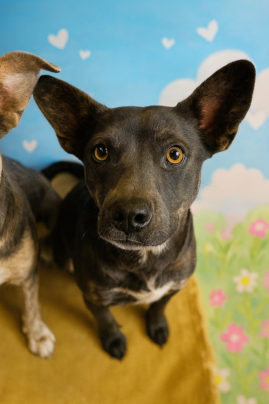 Hexie, a Adoptable Mixed Breed in Chickasha, OK image 3/3