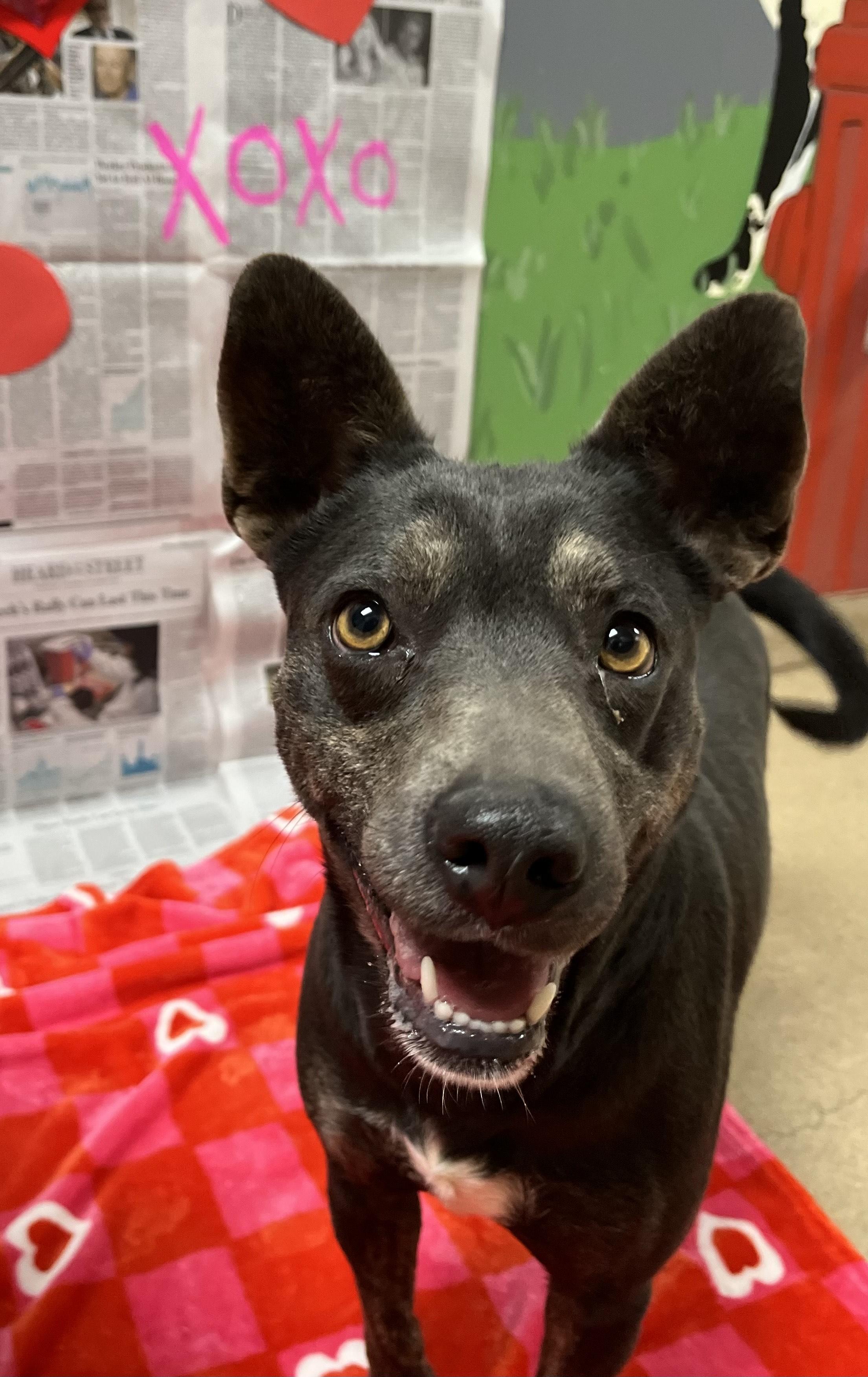 Enlarge Hexie, a Adoptable Mixed Breed in Chickasha, OK image 1/5