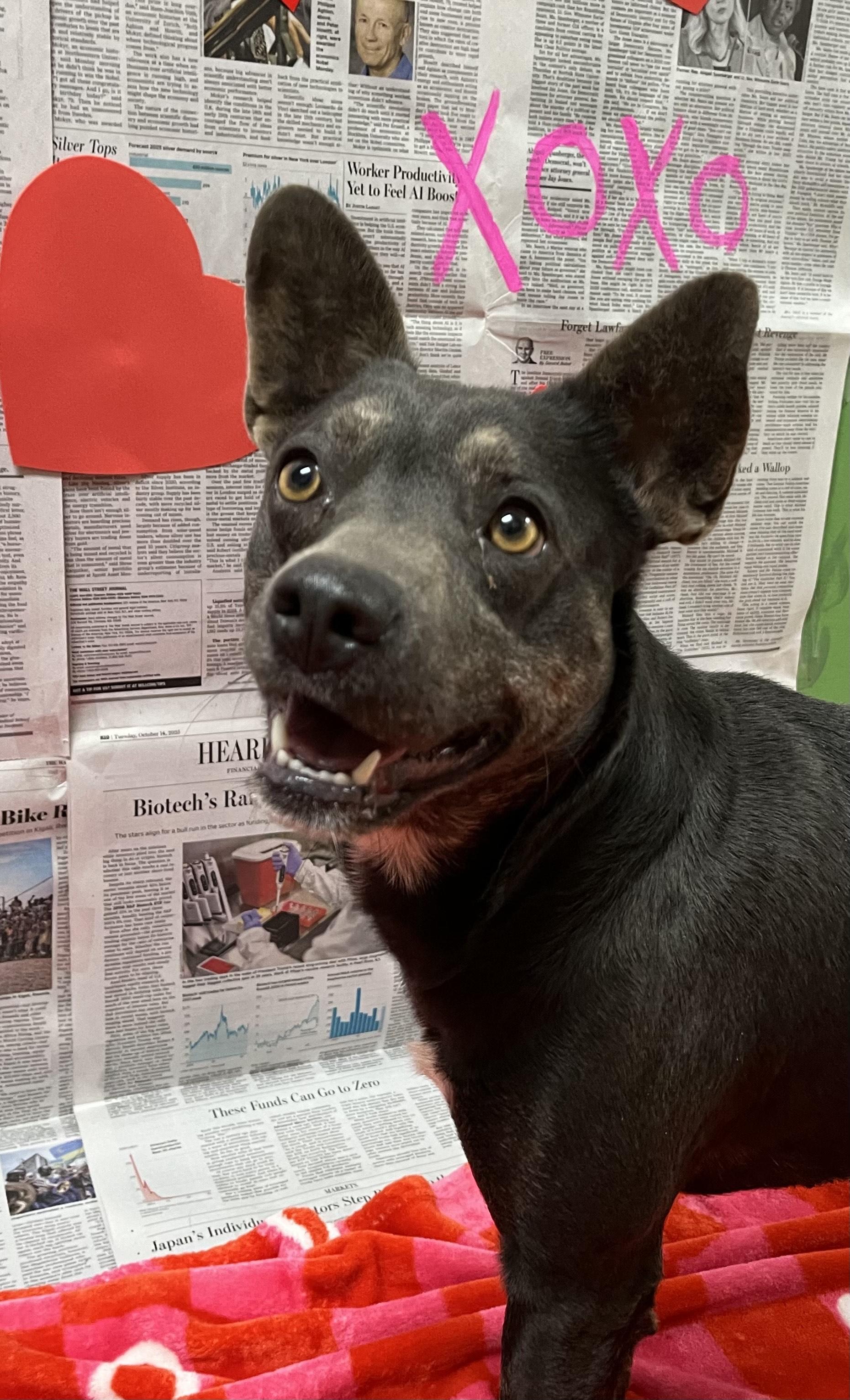 Enlarge Hexie, a Adoptable Mixed Breed in Chickasha, OK image 5/5