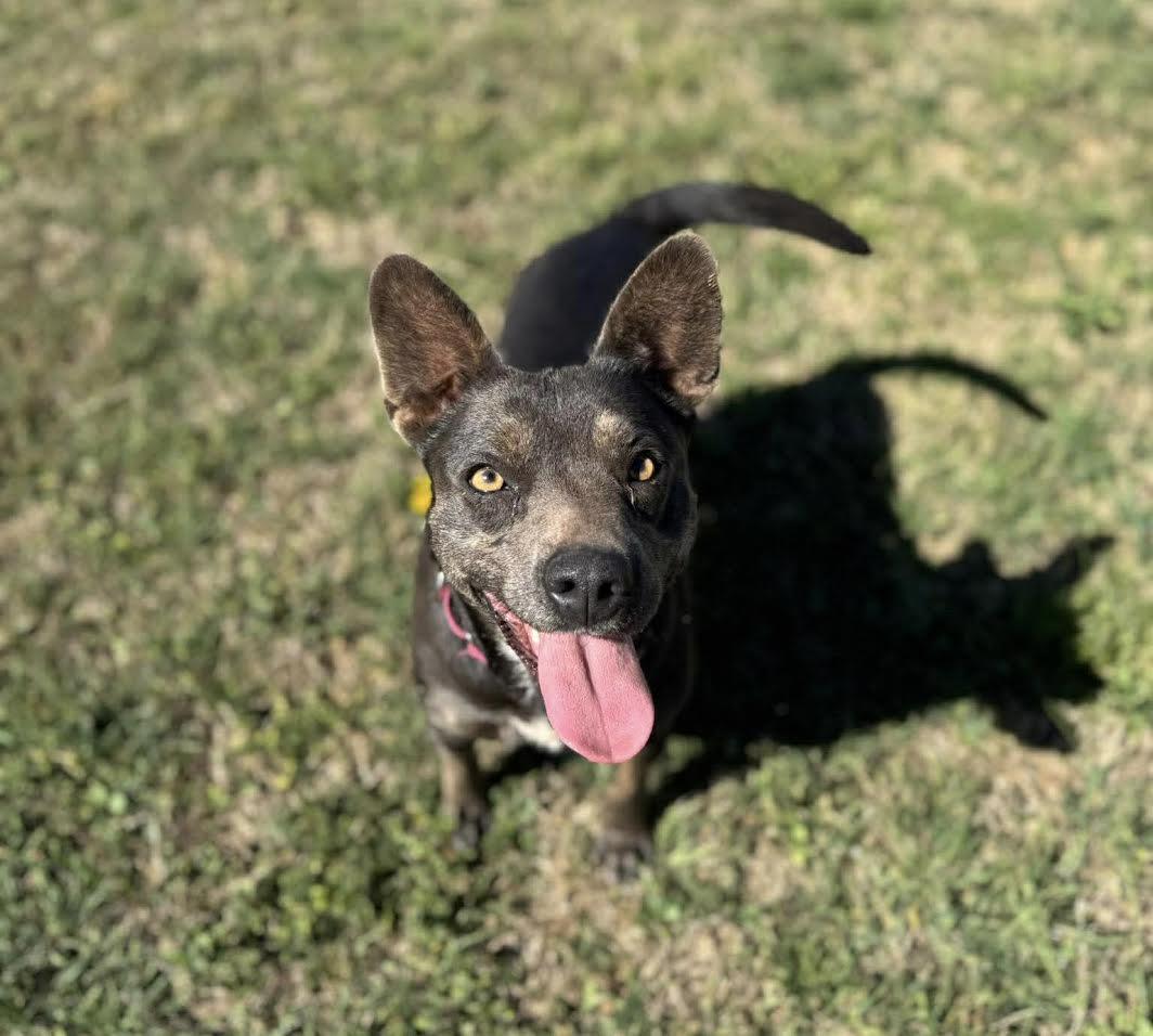 Enlarge Hexie, a Adoptable Mixed Breed in Chickasha, OK image 1/6
