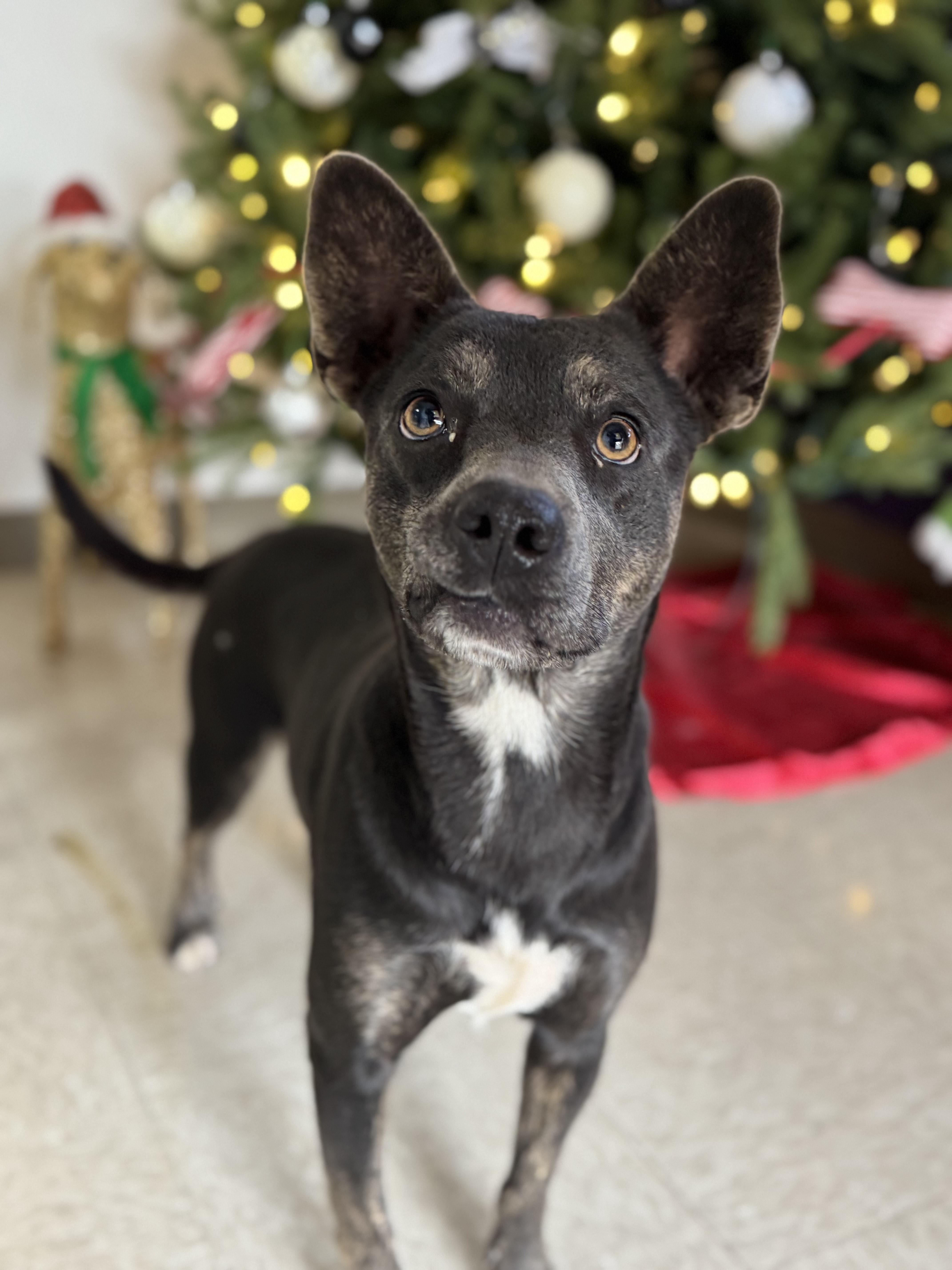 Hexie, a Adoptable Mixed Breed in Chickasha, OK image 2/3