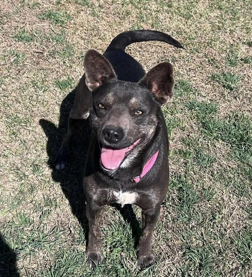 Enlarge Hexie, a Adoptable Mixed Breed in Chickasha, OK image 6/6