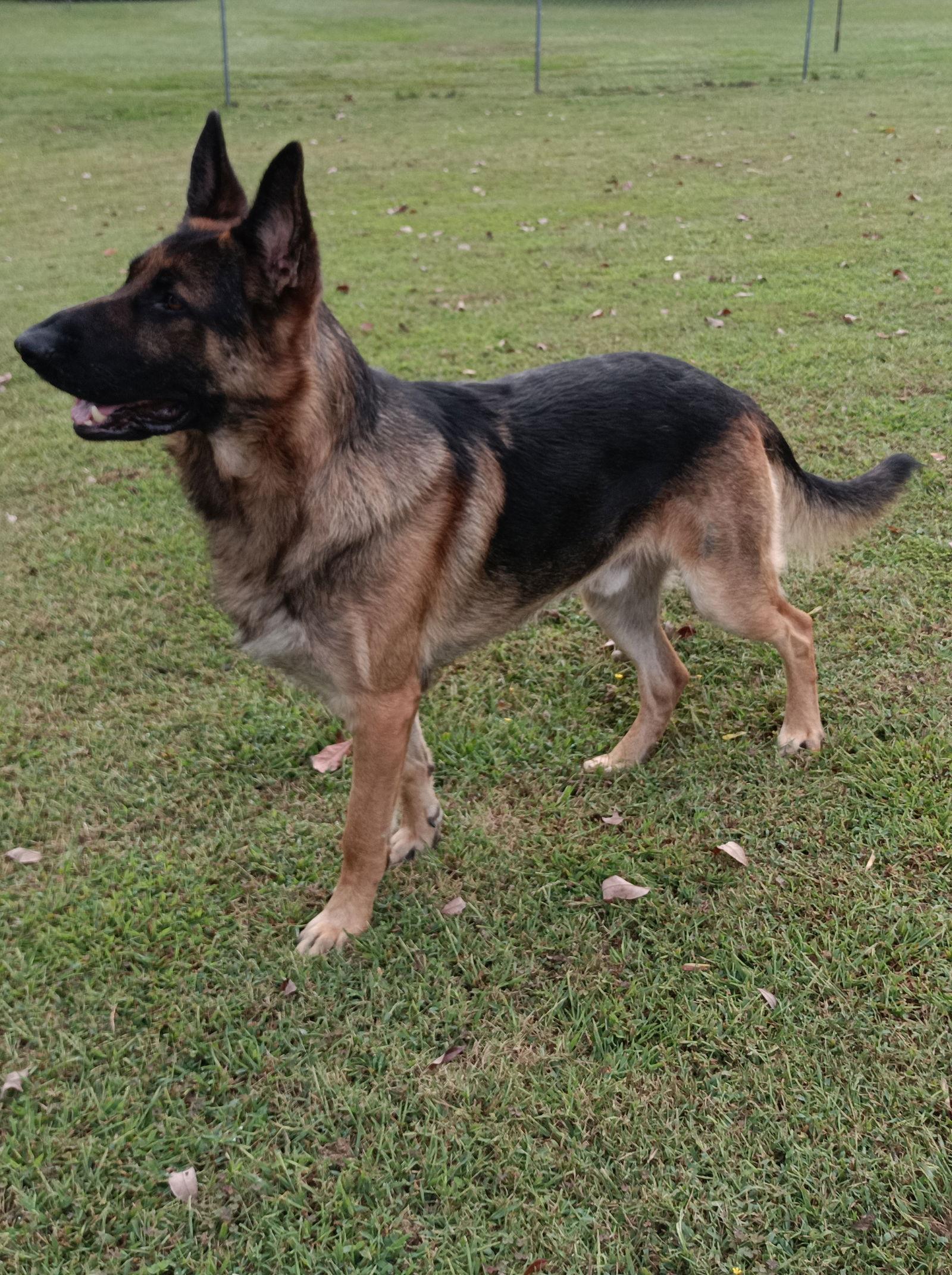 Sarge 6537, a Adoptable German Shepherd Dog in Centreville, VA image 1/3