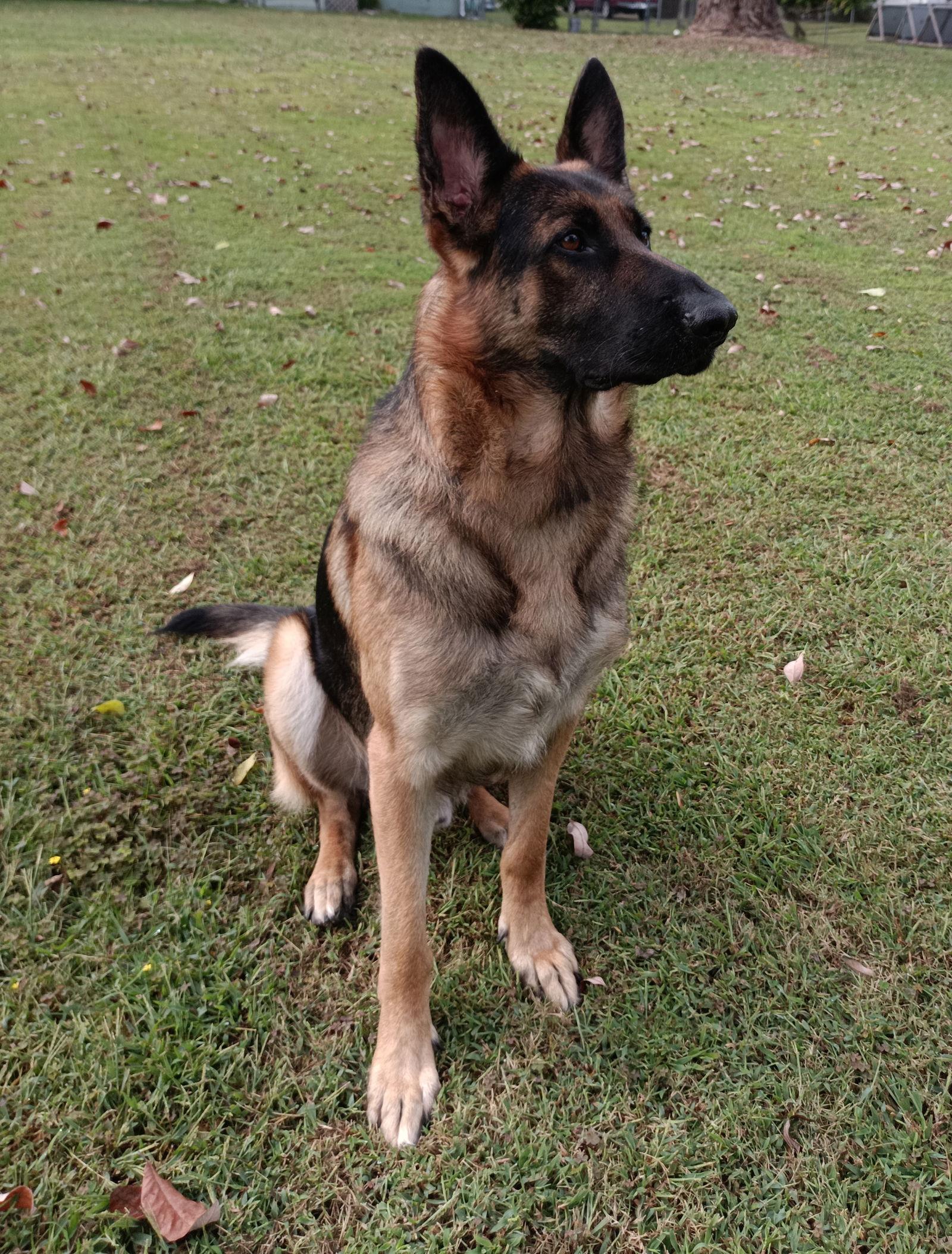 Sarge 6537, a Adoptable German Shepherd Dog in Centreville, VA image 2/3