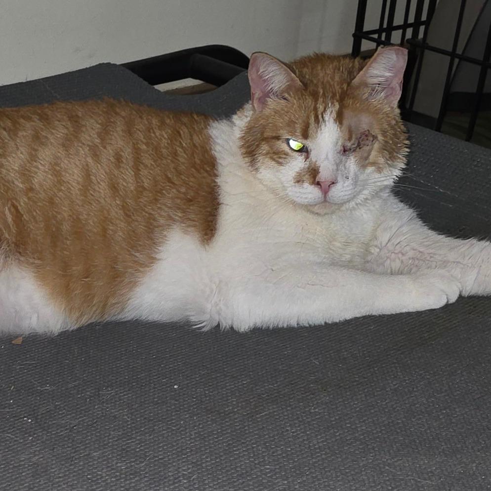 Enlarge Jack, a Adoptable Domestic Short Hair in Natchitoches, LA image 2/3
