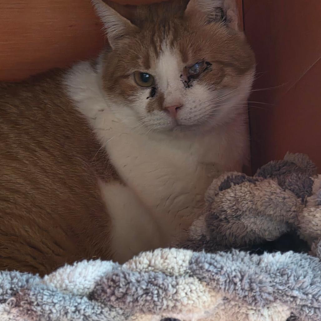 Enlarge Jack, a Adoptable Domestic Short Hair in Natchitoches, LA image 3/3