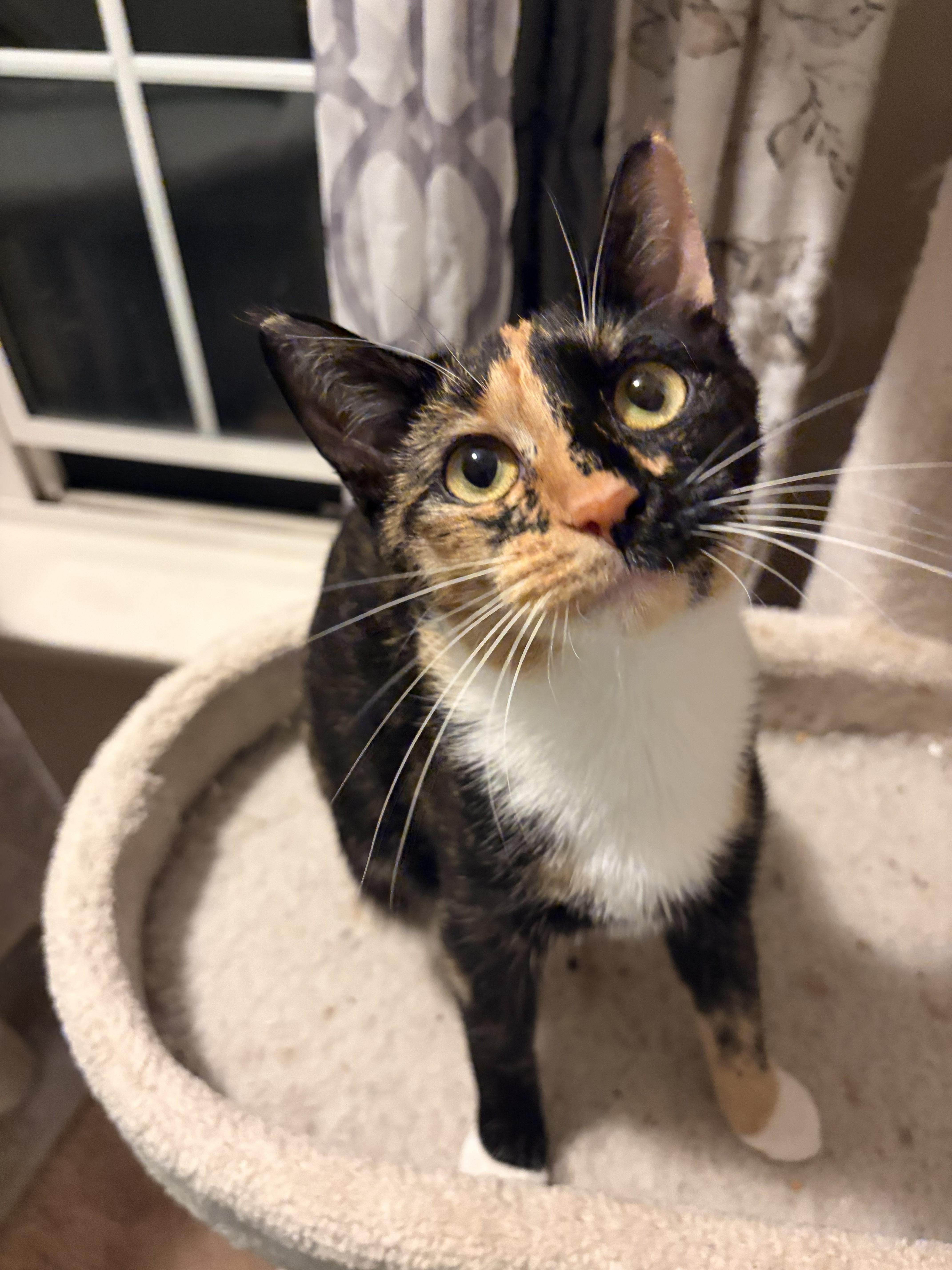 Enlarge Missy, a Adoptable Calico in Honeoye, NY image 1/1