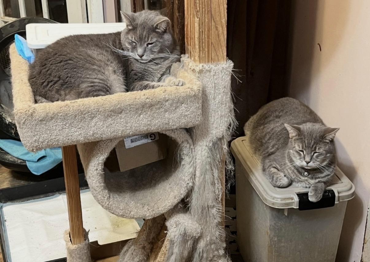Goopey & Marnie, Adoptable, Adult Male Domestic Short Hair.