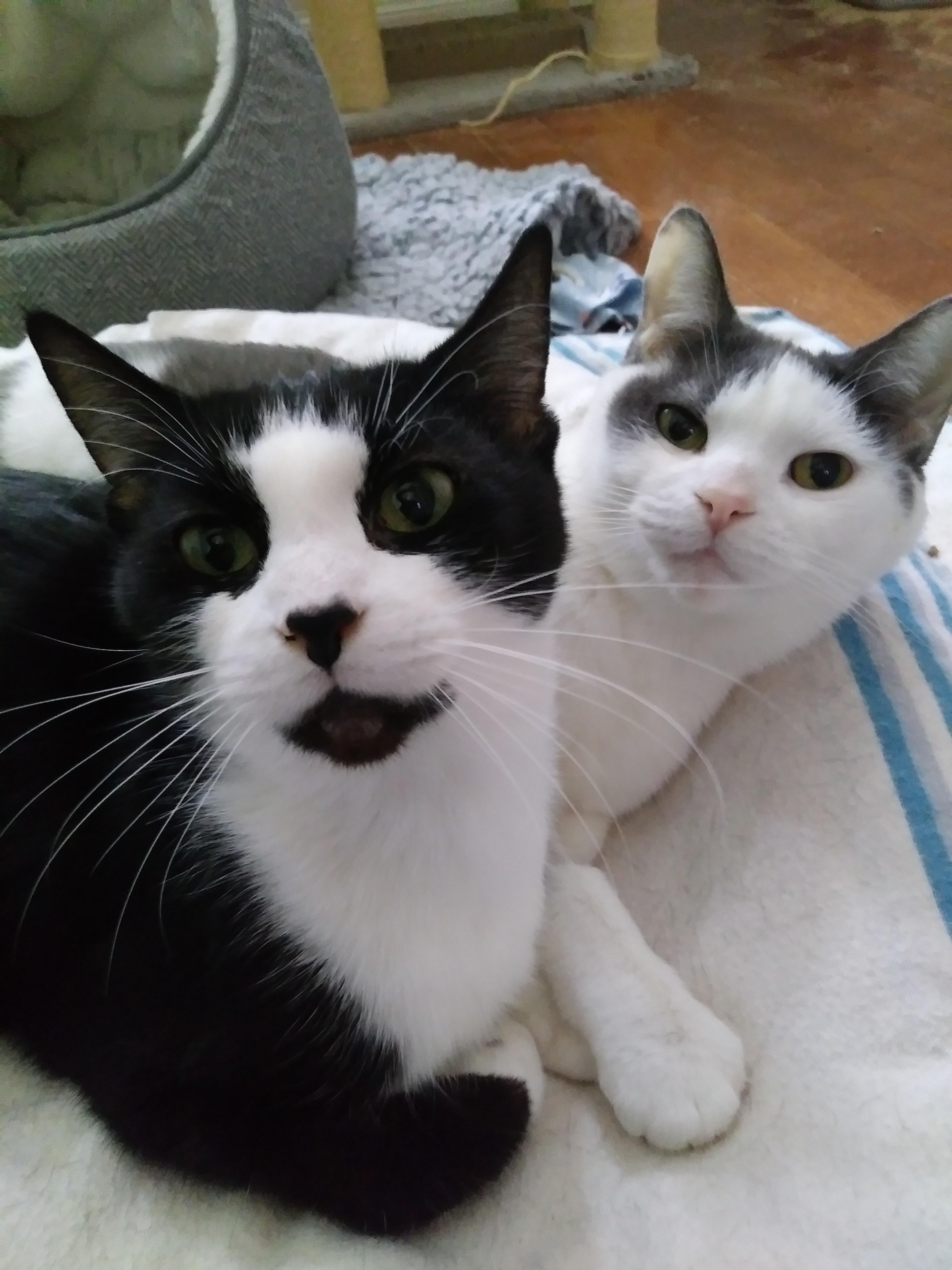 Trixie — thumbnail 2