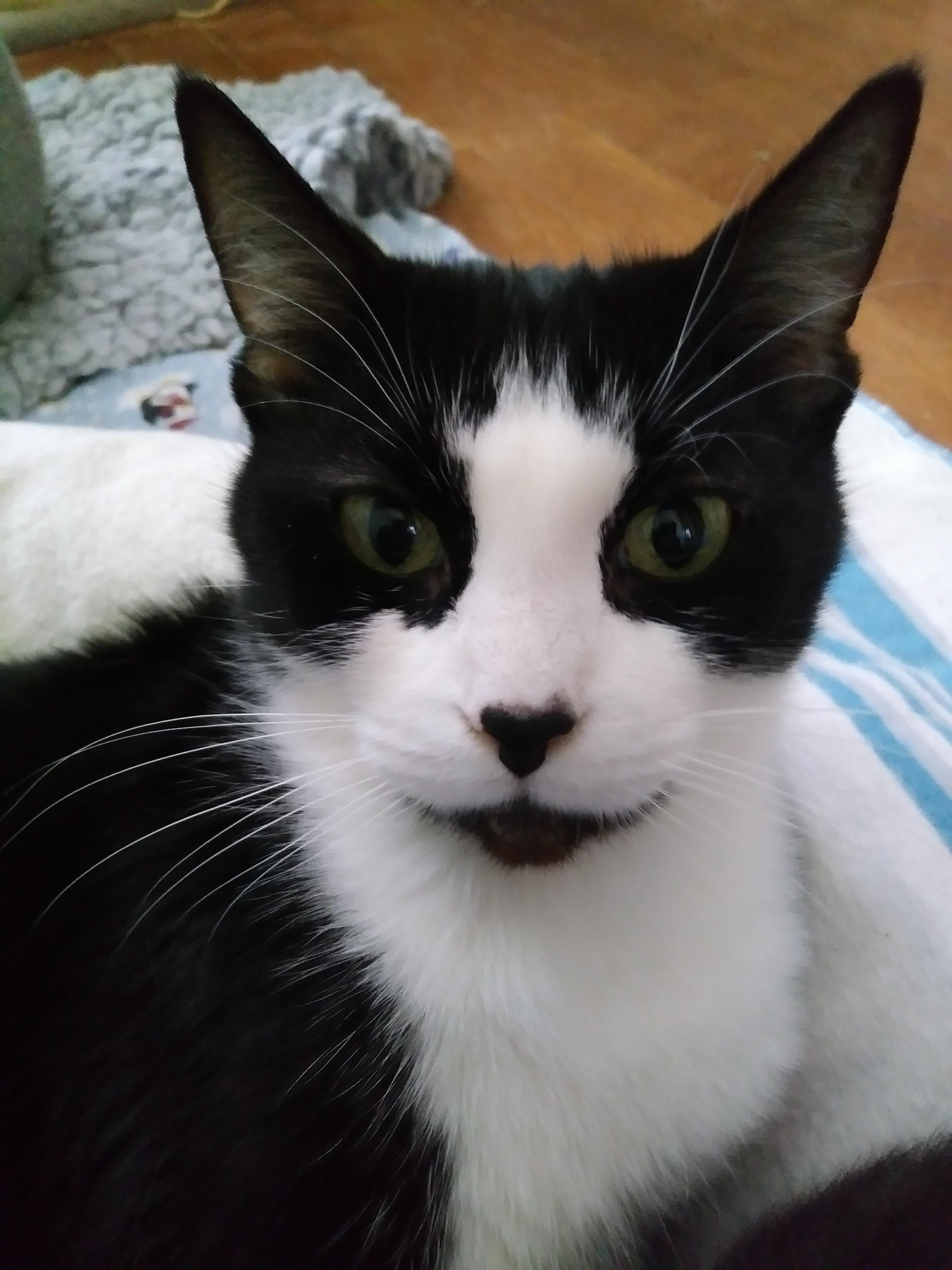 Trixie — thumbnail 3