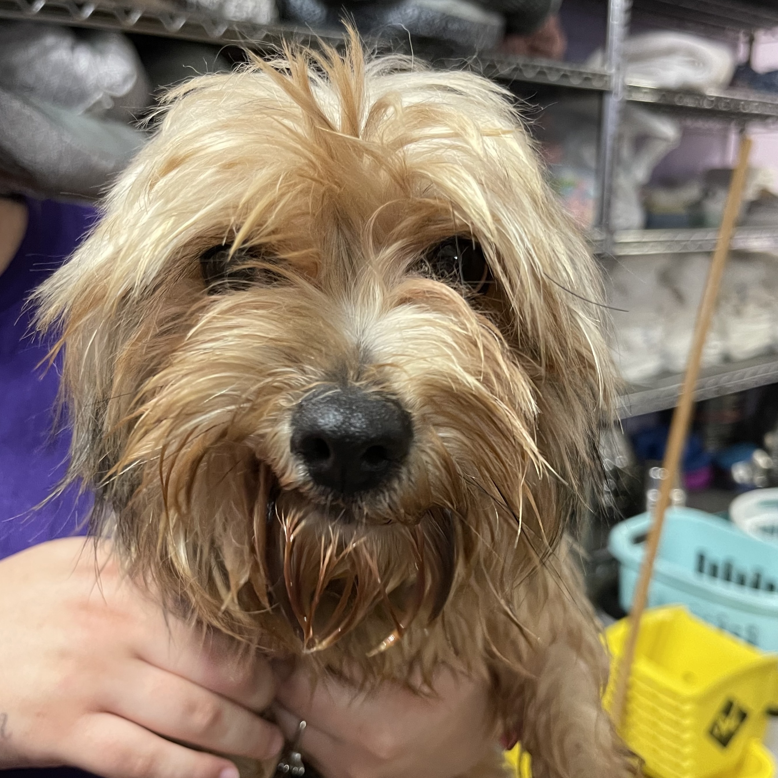 Adopt Dutchess Dog for adoption