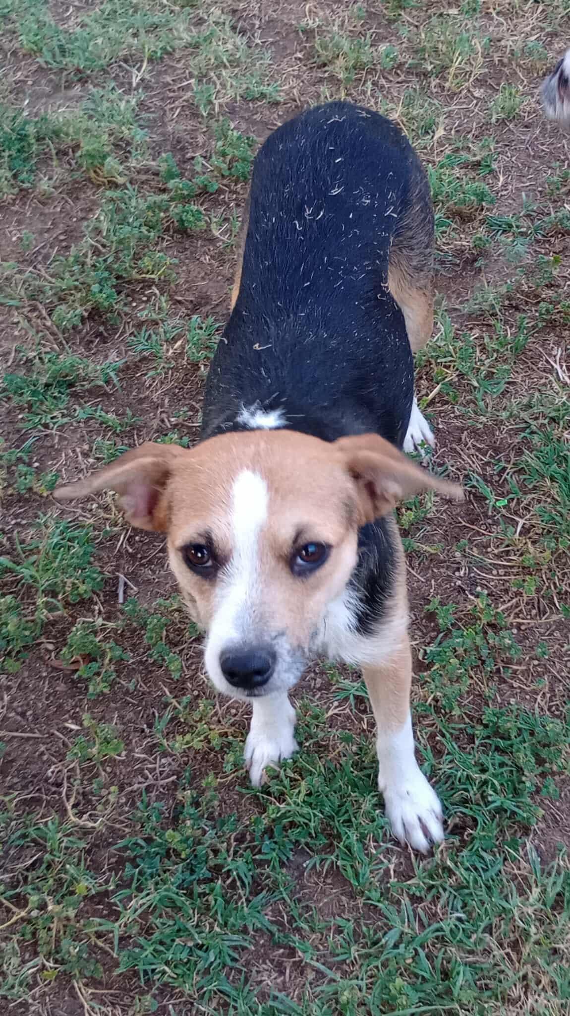 Dora, a Adoptable Jack Russell Terrier in Visalia, CA image 1/3