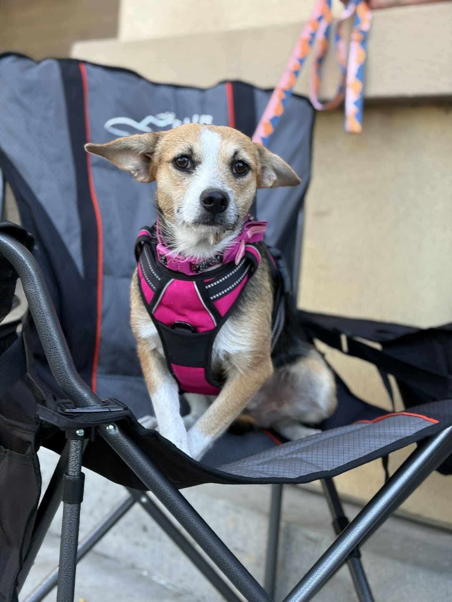 Dora, a Adoptable Jack Russell Terrier in Visalia, CA image 2/3