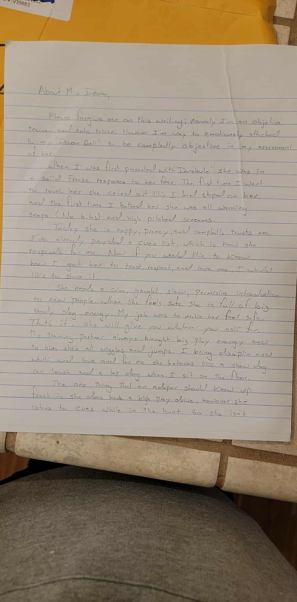 Dora, a Adoptable Jack Russell Terrier in Visalia, CA image 3/3