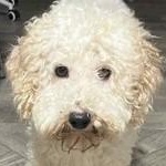 Buddy, Adopted, Adult Male Miniature Poodle.