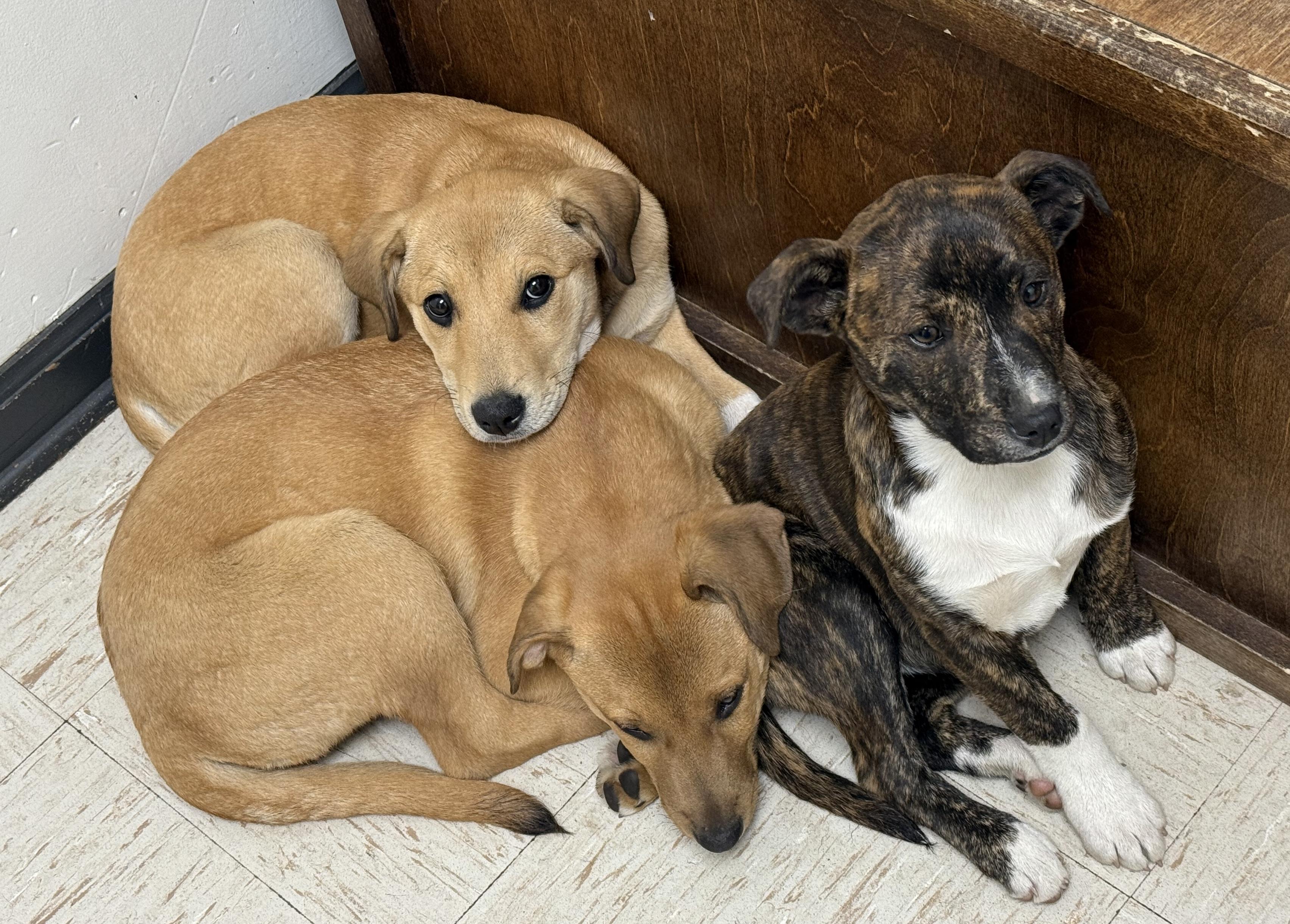 Lizzie, Fitz, and Jane, ADOPTABLE, Puppy Female Labrador Retriever.