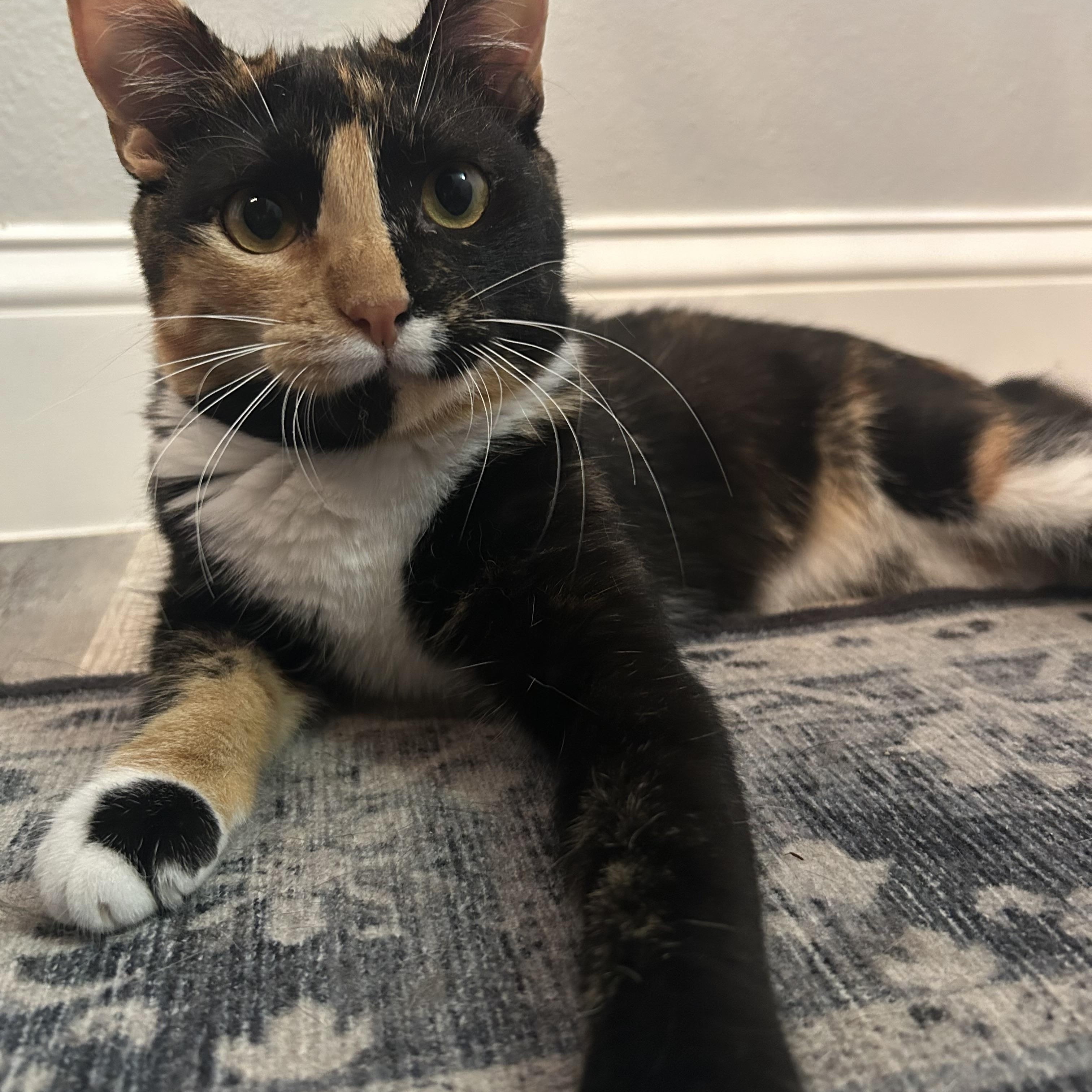 Clea, Adoptable, Young Female Calico.