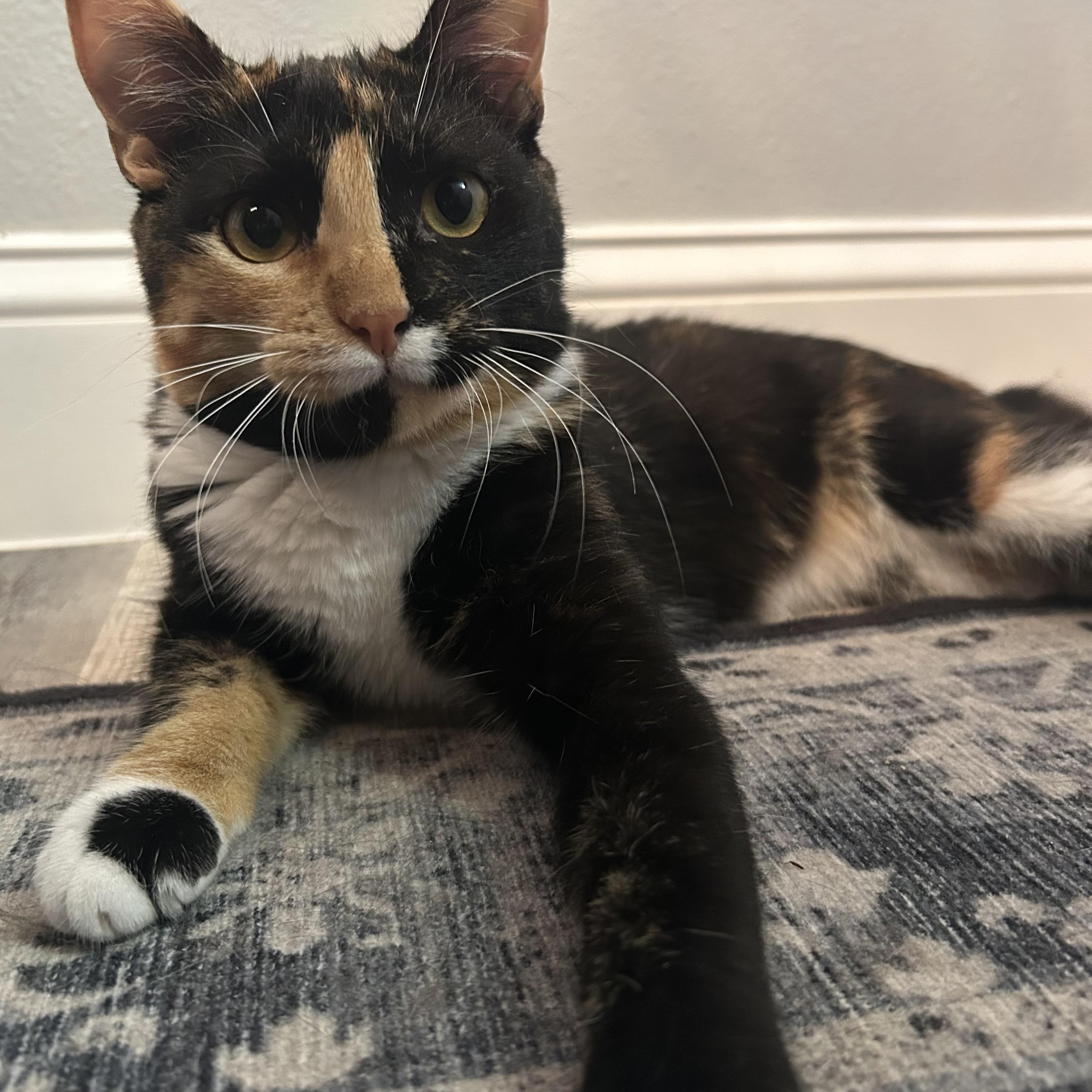 Clea, Adoptable, Young Female Calico.
