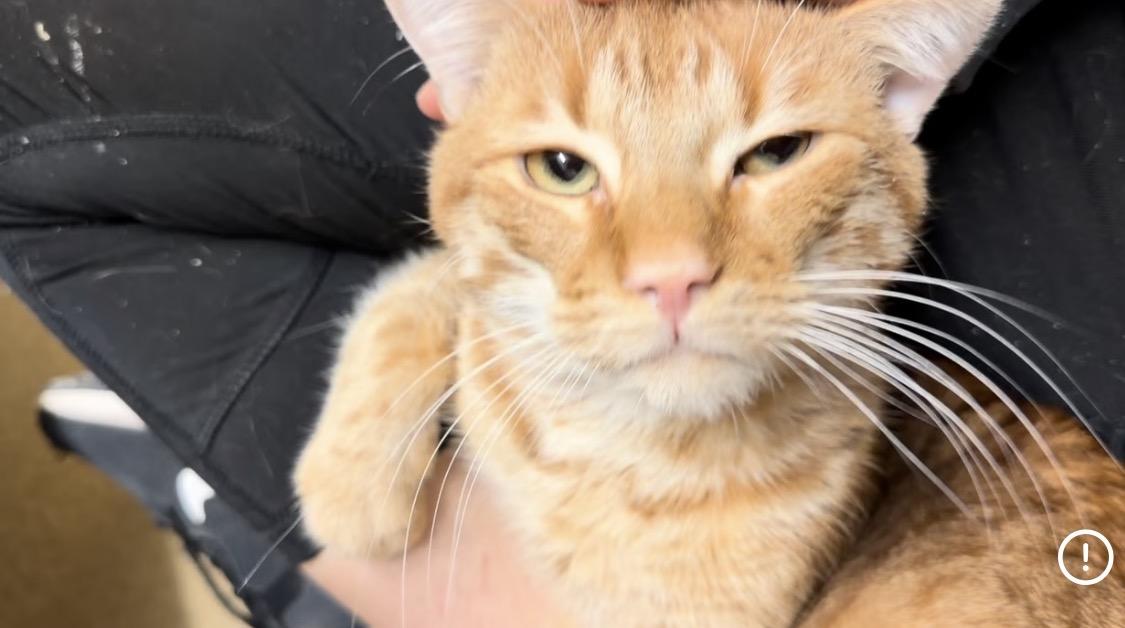 Enlarge Cheez-It, a Adoptable American Shorthair in North Kingstown, RI image 2/5