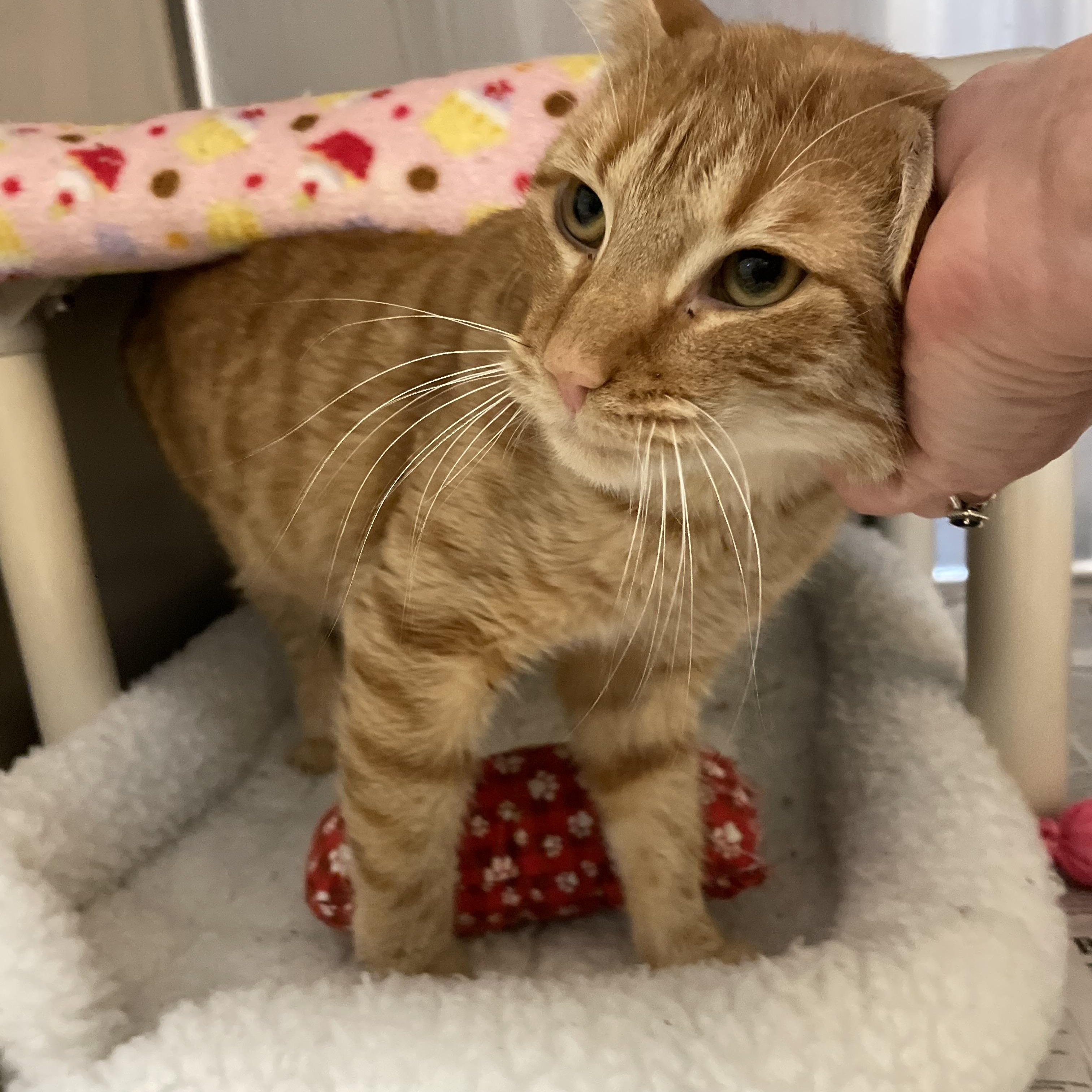 Cheez-It, Adoptable, Young Male American Shorthair.