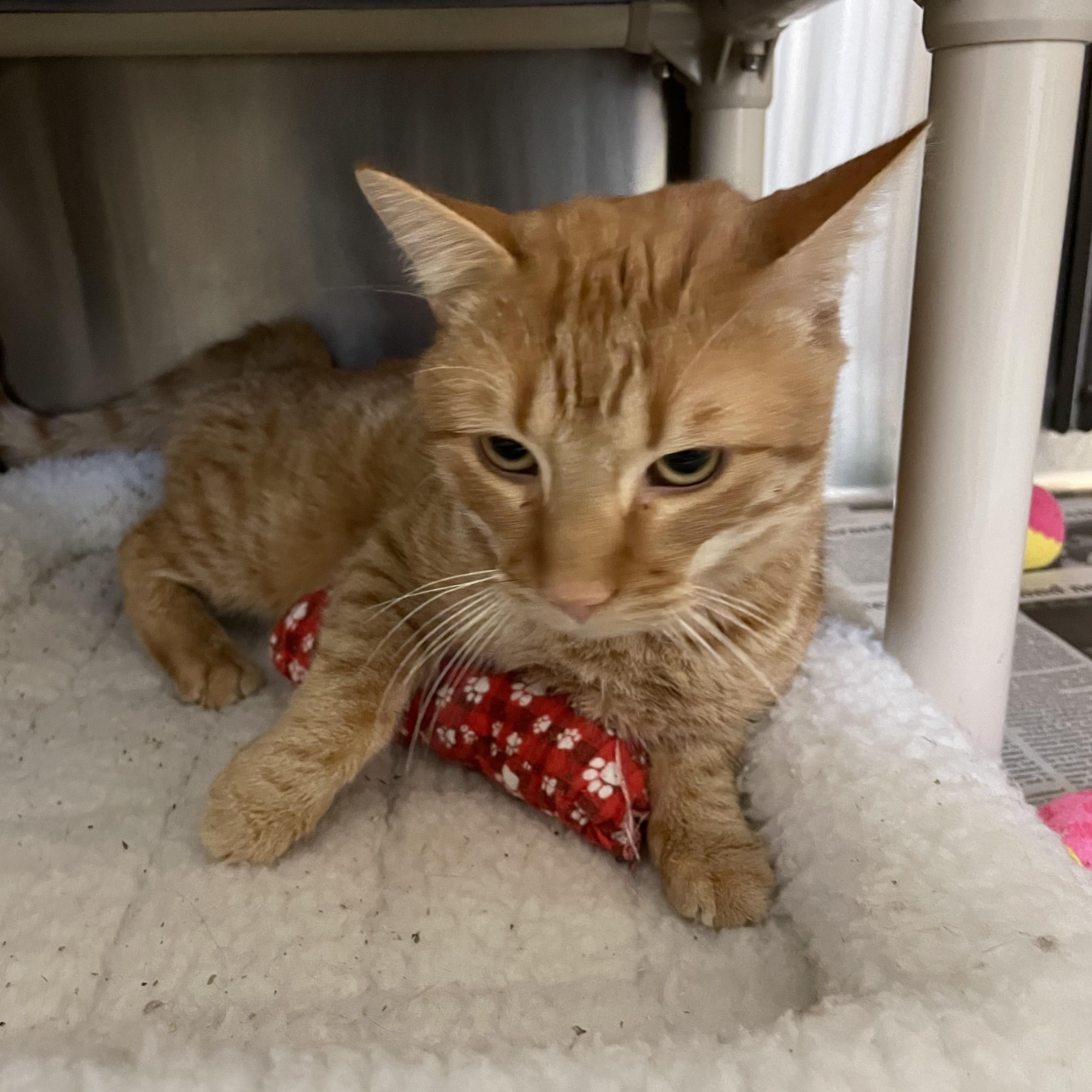 Enlarge Cheez-It, a Adoptable American Shorthair in North Kingstown, RI image 4/5