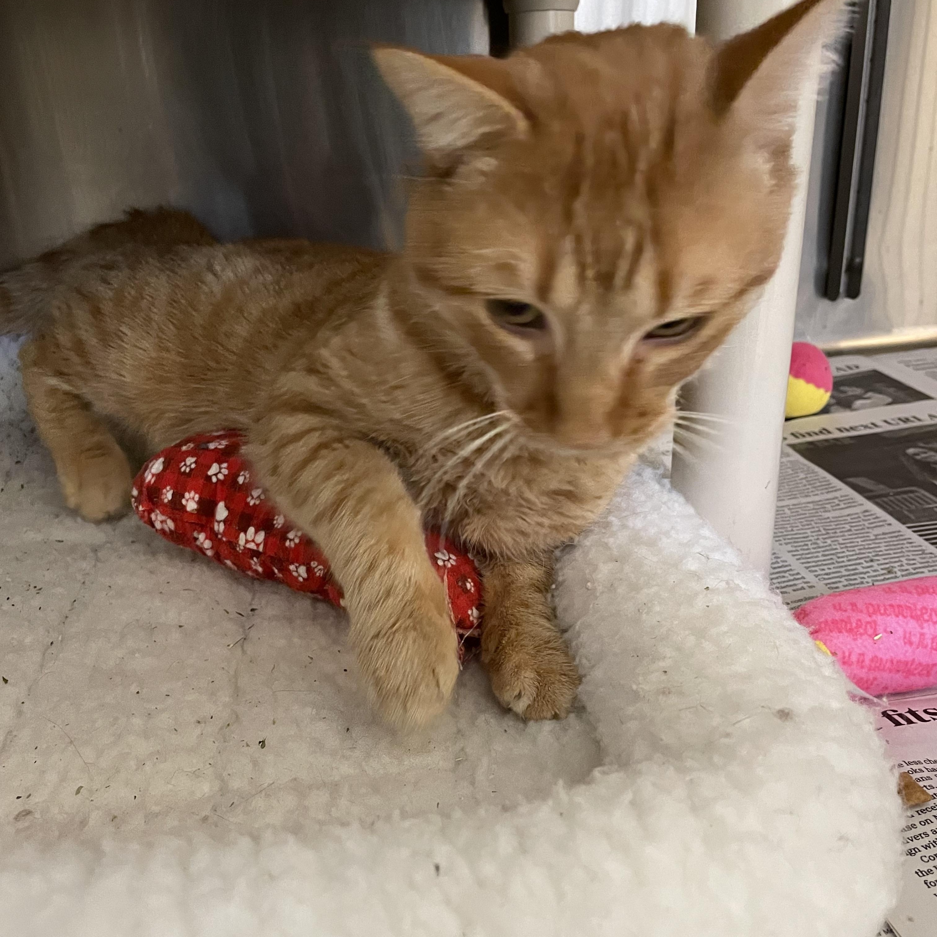 Enlarge Cheez-It, a Adoptable American Shorthair in North Kingstown, RI image 3/5