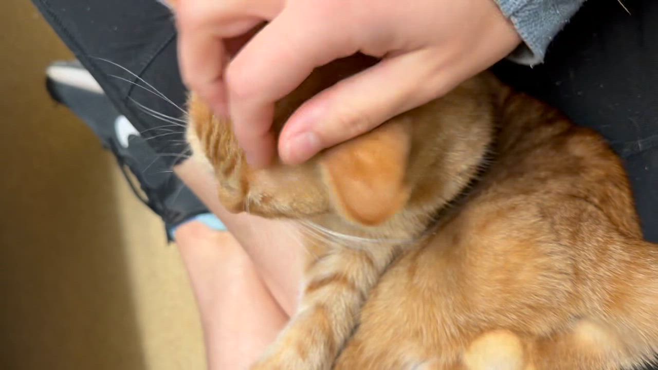 Enlarge Cheez-It, a Adoptable American Shorthair in North Kingstown, RI video 5/5