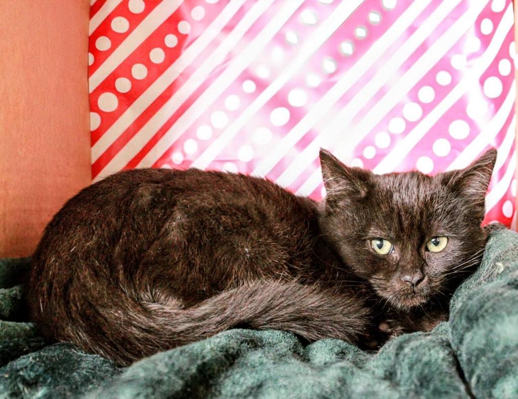 Bynx, a Adoptable mixed breed in Kettering, OH image 1/4