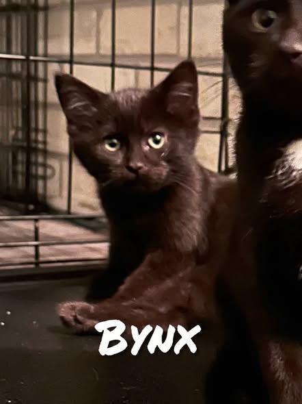 Bynx, Adoptable, Kitten Male Domestic Short Hair.