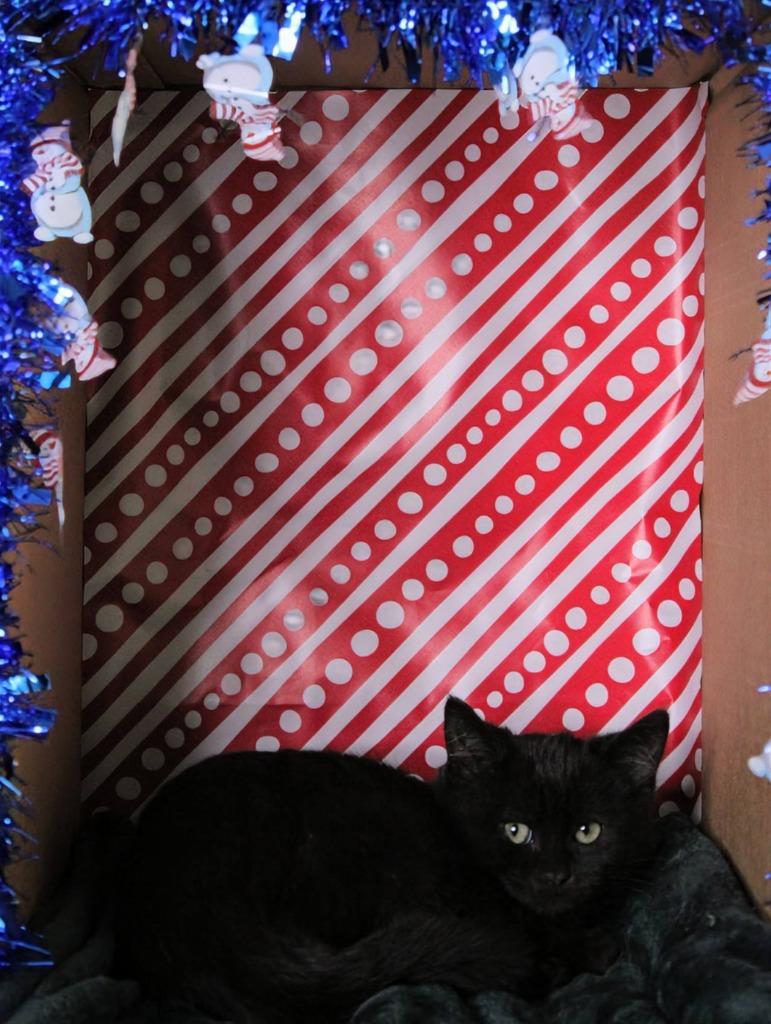 Bynx, a Adoptable mixed breed in Kettering, OH image 3/4