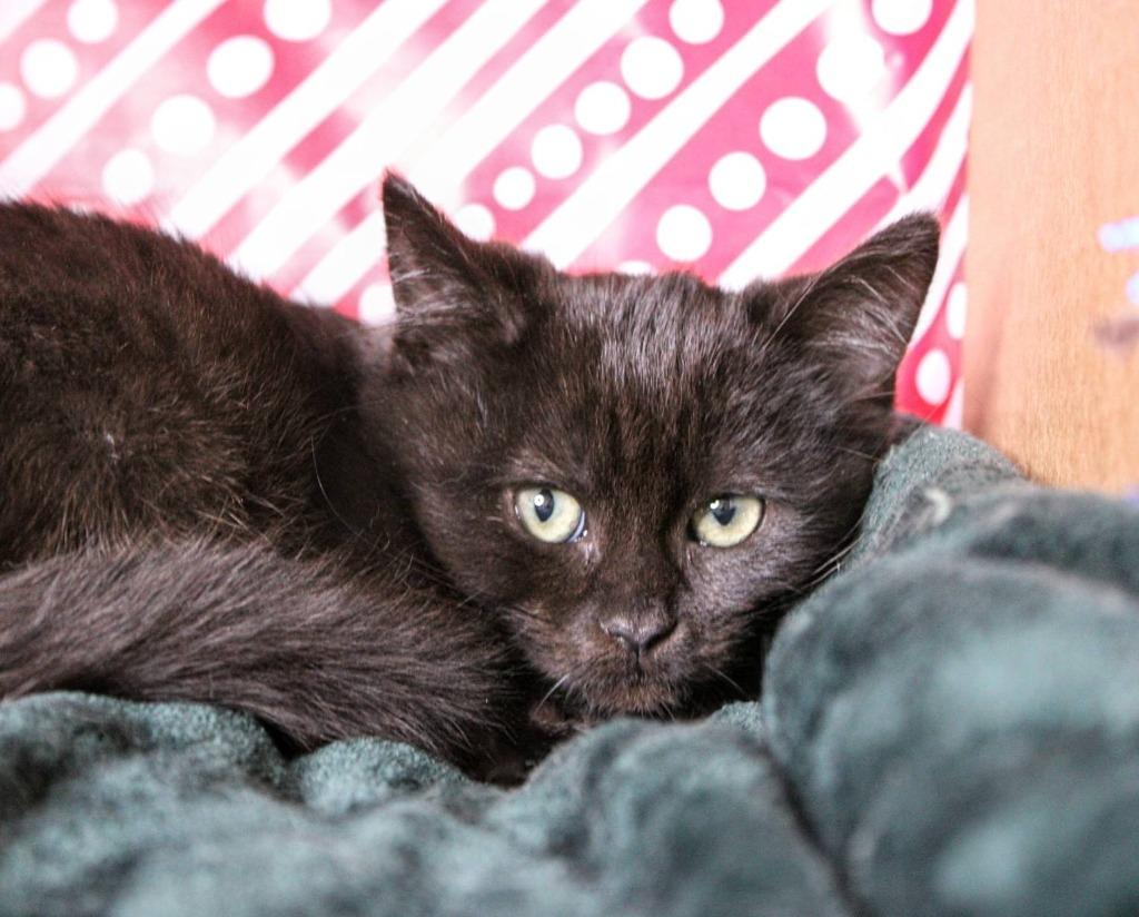 Bynx, a Adoptable mixed breed in Kettering, OH image 4/4