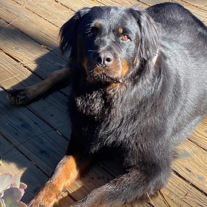 Enlarge NELLY, a Adoptable mixed breed in Morgan Hill, CA image 9/12