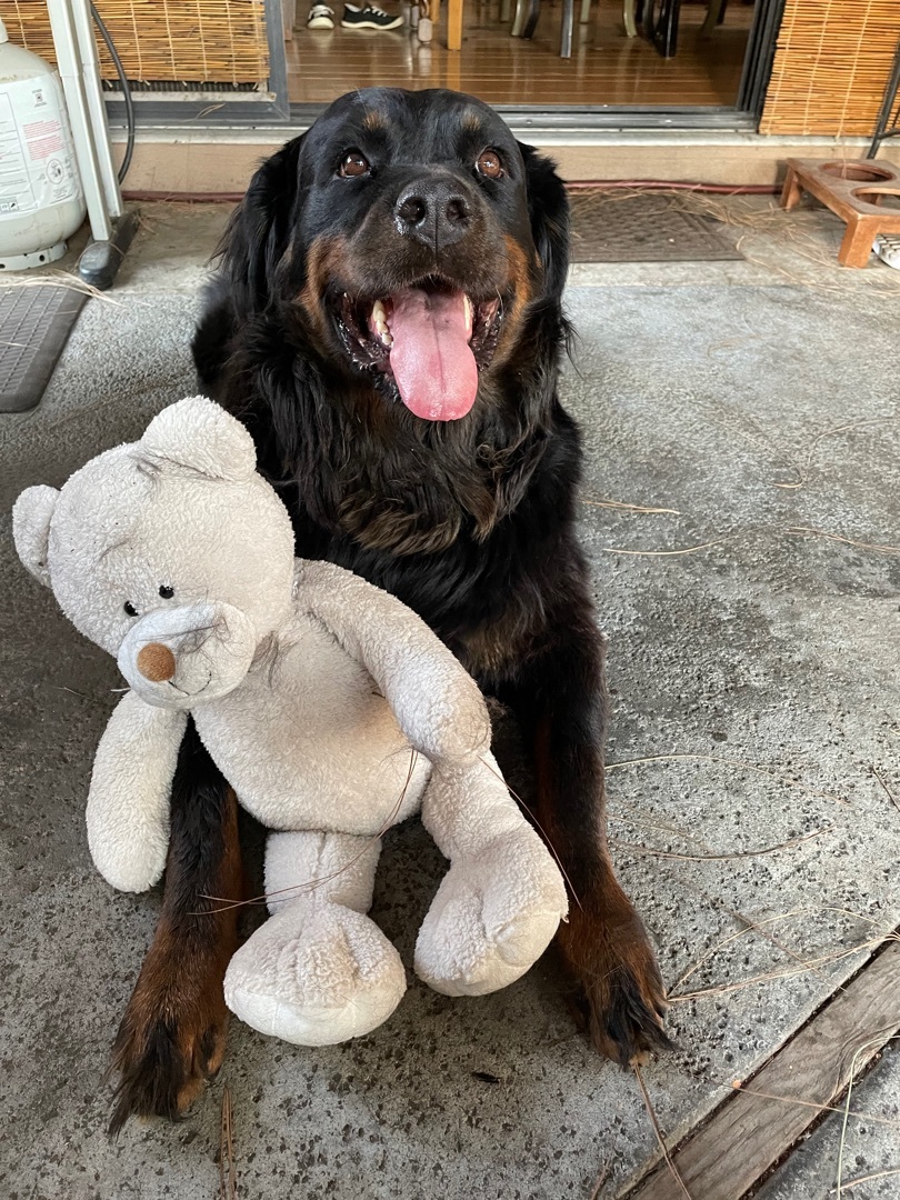 Enlarge NELLY, a Adoptable mixed breed in Morgan Hill, CA image 8/12