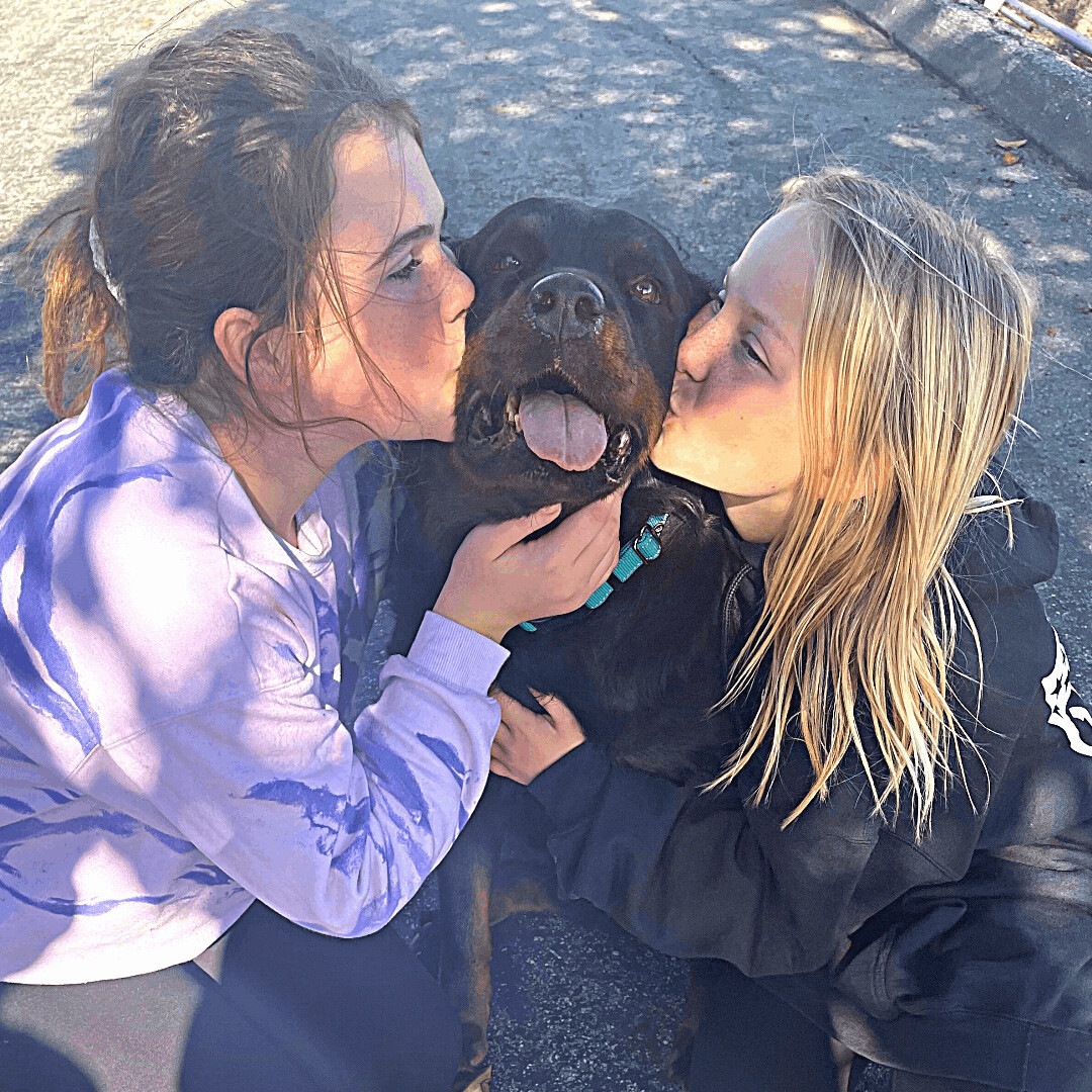 Enlarge NELLY, a Adoptable mixed breed in Morgan Hill, CA image 12/12