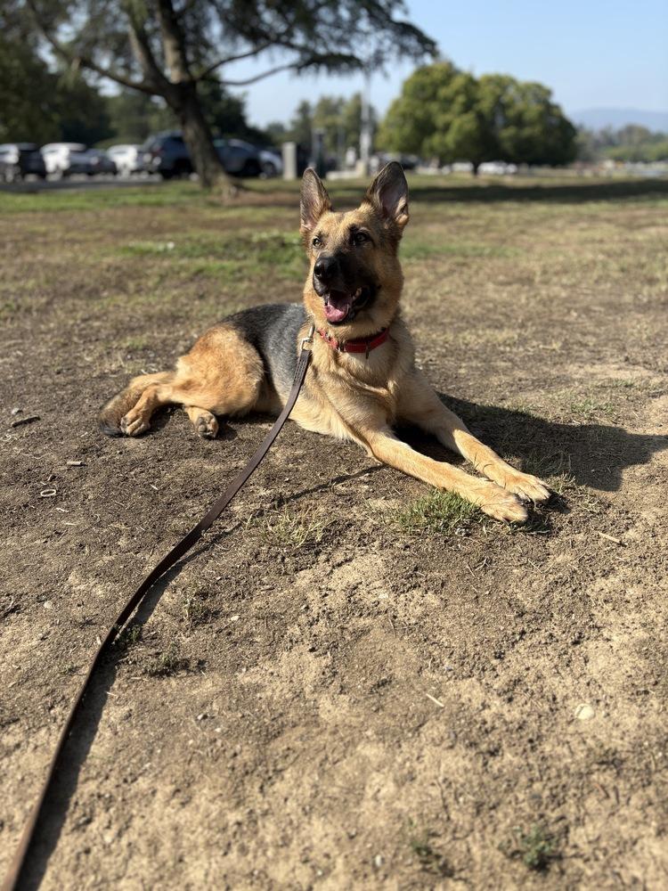 Enlarge Luna, a Adopted German Shepherd Dog in Canyon Country, CA image 1/6