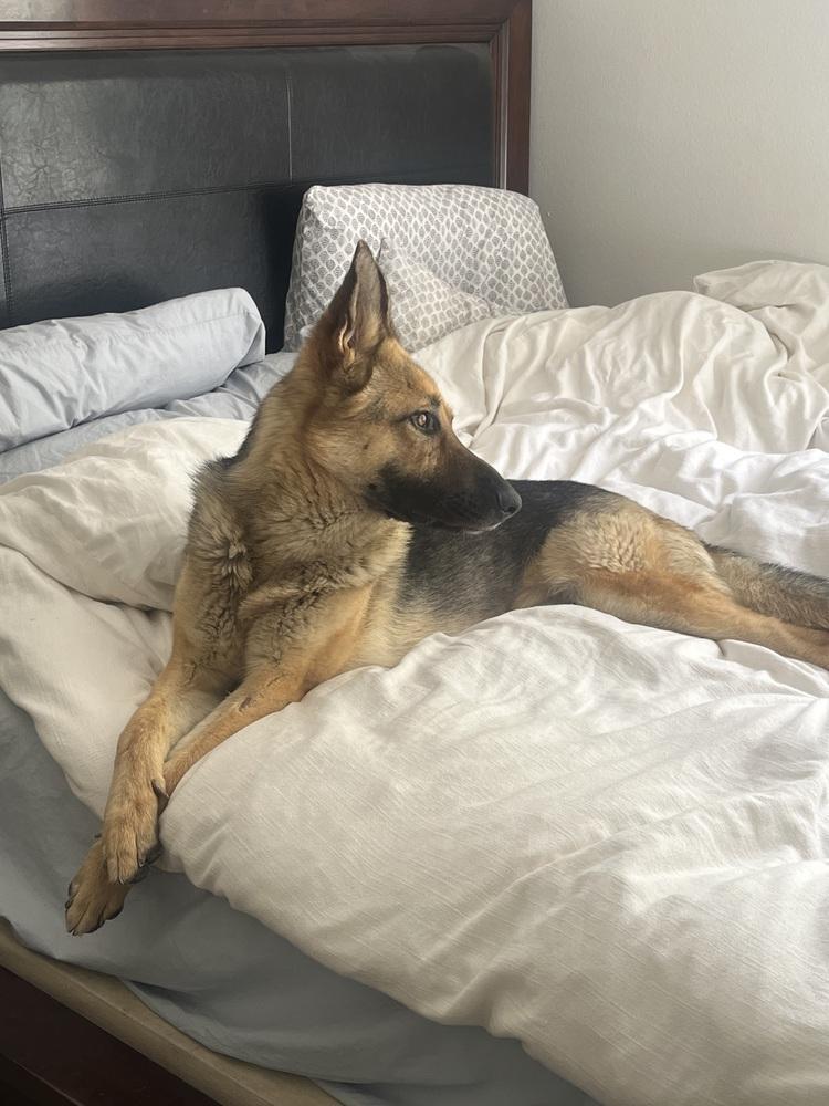 Enlarge Luna, a Adopted German Shepherd Dog in Canyon Country, CA image 2/6