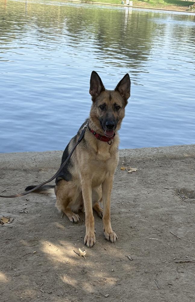 Enlarge Luna, a Adopted German Shepherd Dog in Canyon Country, CA image 3/6