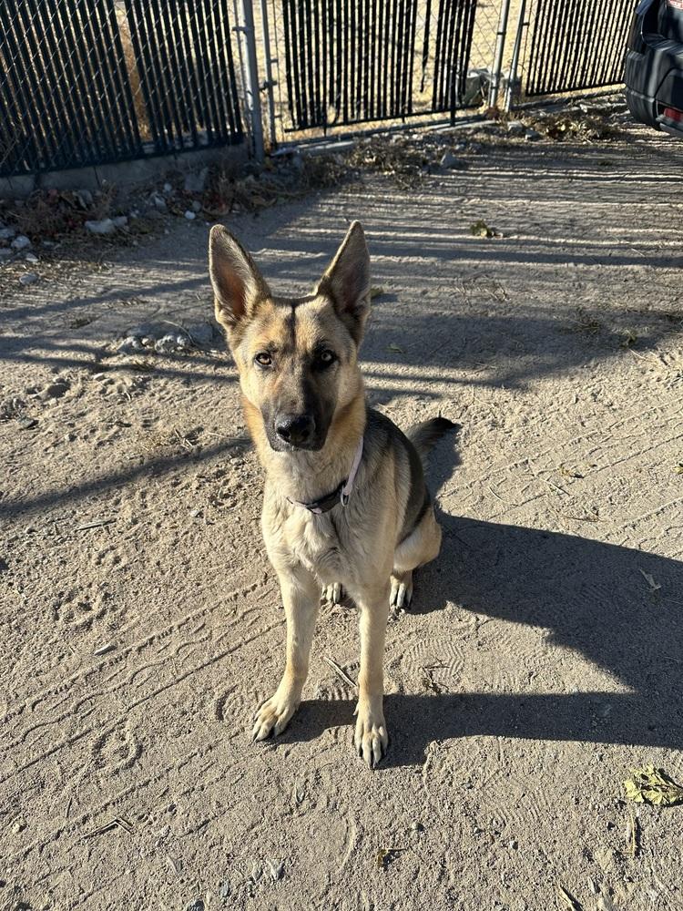 Enlarge Luna, a Adopted German Shepherd Dog in Canyon Country, CA image 4/6