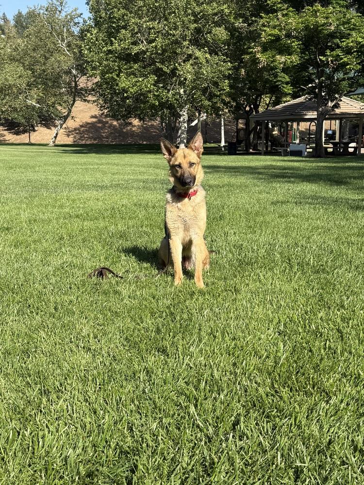 Enlarge Luna, a Adopted German Shepherd Dog in Canyon Country, CA image 5/6